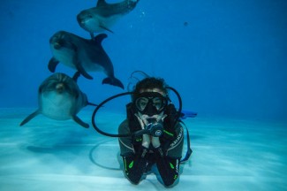 Дайвінг з дельфінами