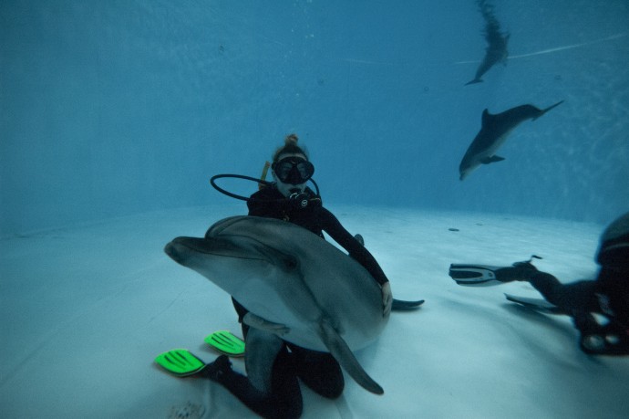 Дайвінг з дельфінами