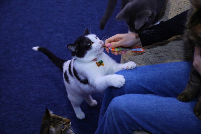 Котокафе для компанії в Запоріжжі