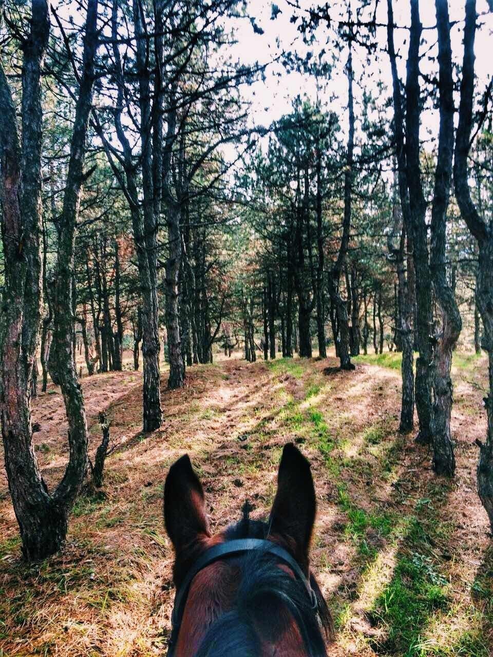 Кінна прогулянка в Запоріжжі - фото 33