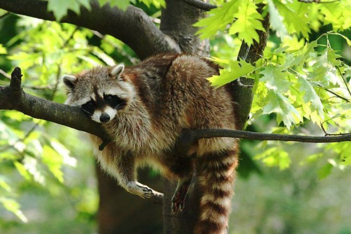 Садиба Єнота, кінний клуб + гора Жбир