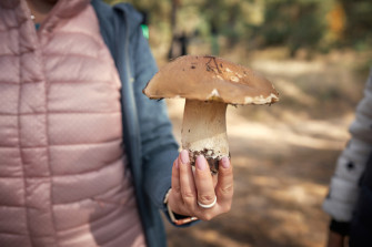 Корпоратив в лесу - Грибная ярмарка